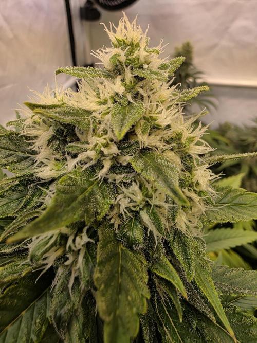 Eternity Grow Cup 2026 - Sticky Broccoli. Week 10 - 10.05.2026