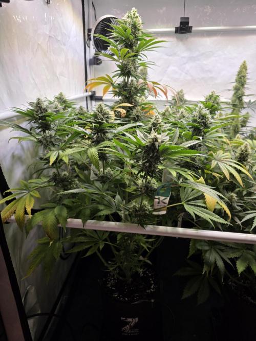 Eternity Grow Cup 2026 - Sticky Broccoli. Week 10 - 10.05.2026