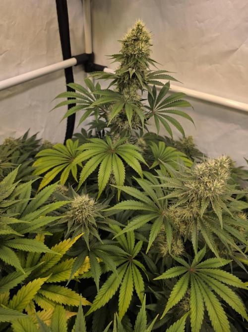 Eternity Grow Cup 2026 - Sticky Broccoli. Week 10 - 10.05.2026