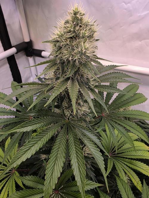 Eternity Grow Cup 2026 - Sticky Broccoli. Week 10 - 10.05.2026