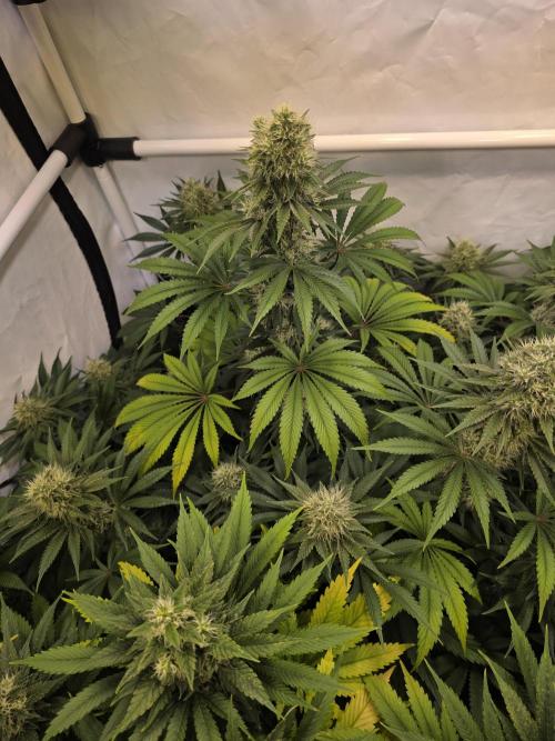 Eternity Grow Cup 2026 - Sticky Broccoli. Week 10 - 10.05.2026
