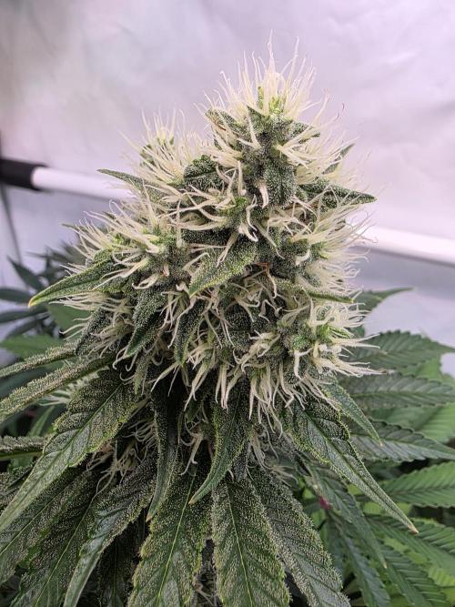 Eternity Grow Cup 2026 - Sticky Broccoli. Week 10 - 10.05.2026