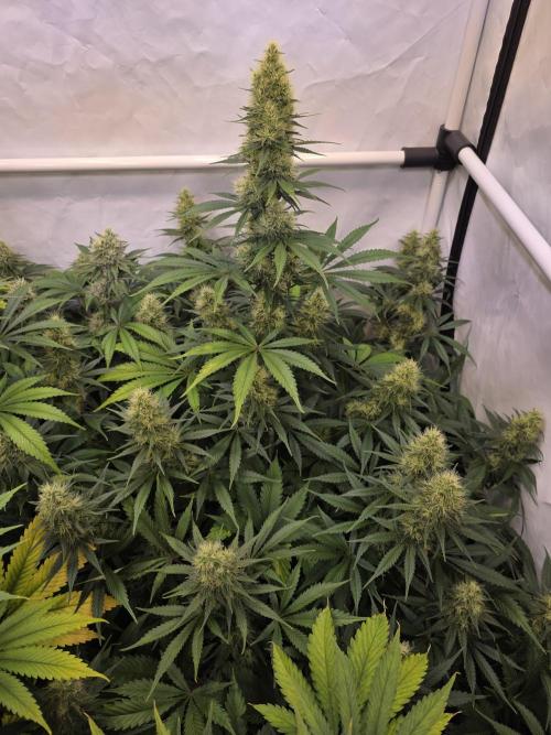 Eternity Grow Cup 2026 - Sticky Broccoli. Week 10 - 10.05.2026