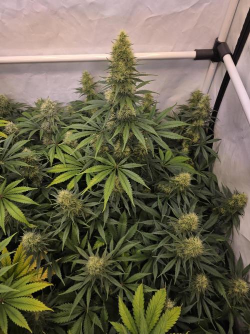 Eternity Grow Cup 2026 - Sticky Broccoli. Week 10 - 10.05.2026
