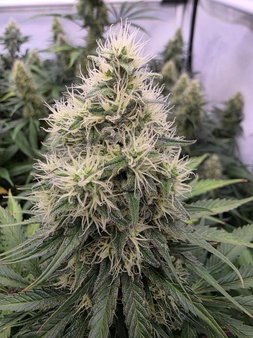 Eternity Grow Cup 2026 - Sticky Broccoli. Week 10 - 10.05.2026