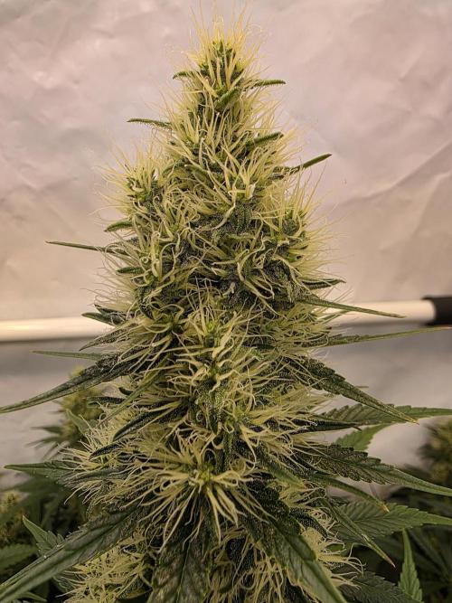 Eternity Grow Cup 2026 - Sticky Broccoli. Week 10 - 10.05.2026