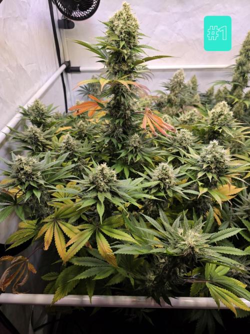 Eternity Grow Cup 2026 - Sticky Broccoli. Week 11 - 17.5.2026