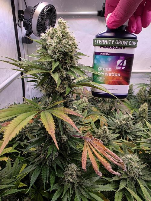Eternity Grow Cup 2026 - Sticky Broccoli. Week 11 - 17.5.2026