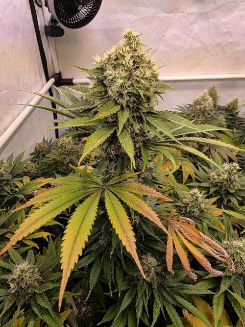 Eternity Grow Cup 2026 - Sticky Broccoli. Week 11 - 17.5.2026