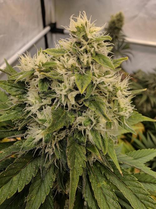 Eternity Grow Cup 2026 - Sticky Broccoli. Week 11 - 17.5.2026