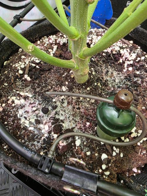 Eternity Grow Cup 2026 - Sticky Broccoli. Week 11 - 17.5.2026