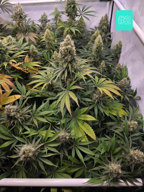 Eternity Grow Cup 2026 - Sticky Broccoli. Week 11 - 17.5.2026