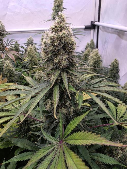 Eternity Grow Cup 2026 - Sticky Broccoli. Week 11 - 17.5.2026