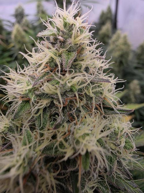 Eternity Grow Cup 2026 - Sticky Broccoli. Week 11 - 17.5.2026