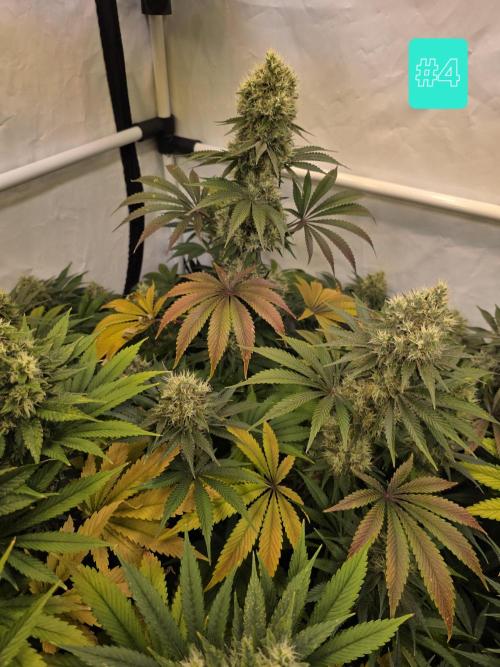 Eternity Grow Cup 2026 - Sticky Broccoli. Week 11 - 17.5.2026