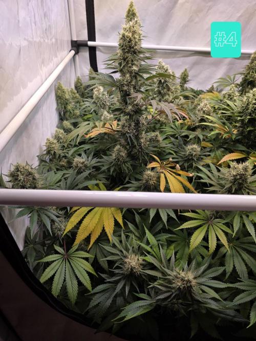 Eternity Grow Cup 2026 - Sticky Broccoli. Week 11 - 17.5.2026