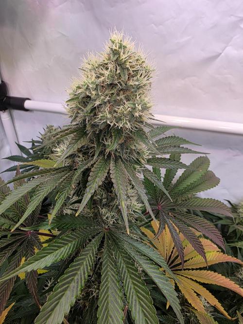 Eternity Grow Cup 2026 - Sticky Broccoli. Week 11 - 17.5.2026