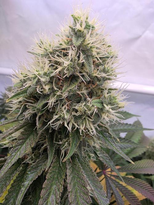 Eternity Grow Cup 2026 - Sticky Broccoli. Week 11 - 17.5.2026