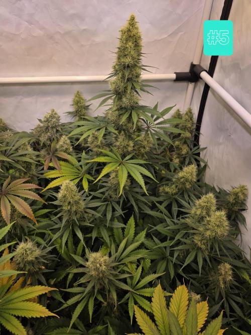Eternity Grow Cup 2026 - Sticky Broccoli. Week 11 - 17.5.2026