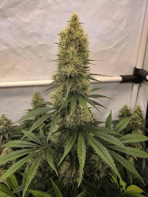 Eternity Grow Cup 2026 - Sticky Broccoli. Week 11 - 17.5.2026