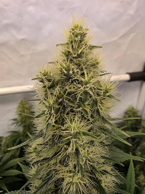 Eternity Grow Cup 2026 - Sticky Broccoli. Week 11 - 17.5.2026