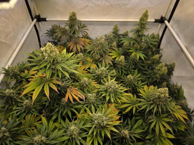 Eternity Grow Cup 2026 - Sticky Broccoli. Week 11 - 17.5.2026