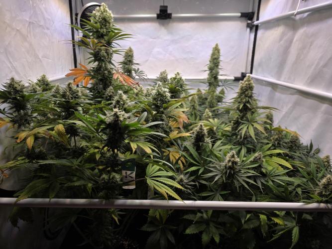 Eternity Grow Cup 2026 - Sticky Broccoli. Week 11 - 17.5.2026
