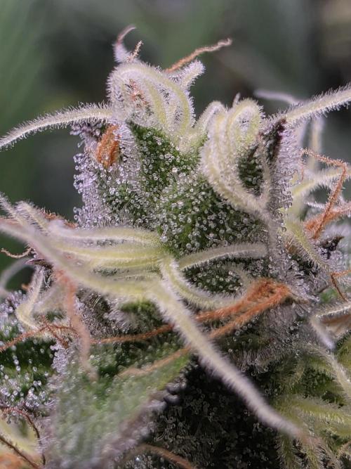 Eternity Grow Cup 2026 - Sticky Broccoli. Week 11 - 19.5.2026 
#1