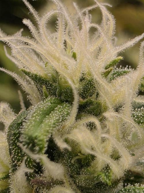 Eternity Grow Cup 2026 - Sticky Broccoli. Week 11 - 19.5.2026
#2