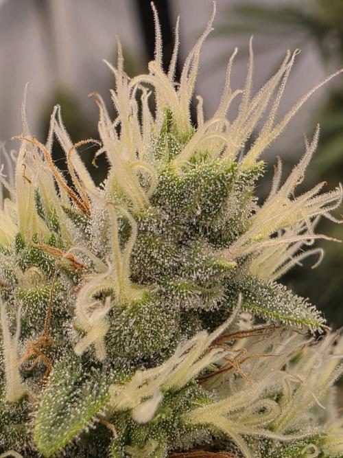 Eternity Grow Cup 2026 - Sticky Broccoli. Week 11 - 19.5.2026
#4