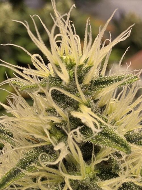 Eternity Grow Cup 2026 - Sticky Broccoli. Week 11 - 19.5.2026
#5