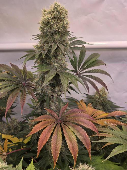 Eternity Grow Cup 2026 - Sticky Broccoli. Week 11 - 19.5.2026
#4