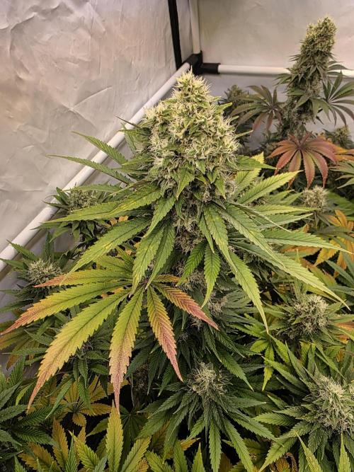 Eternity Grow Cup 2026 - Sticky Broccoli. Week 11 - 19.5.2026
#2
