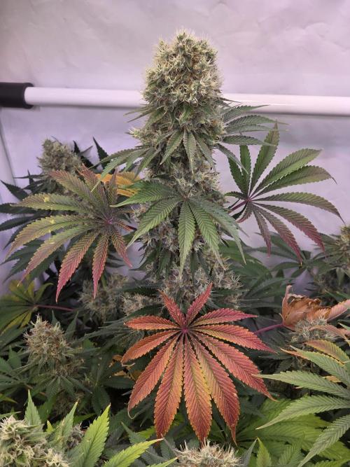 Eternity Grow Cup 2026 - Sticky Broccoli. Week 11 - 22.5.2026
#4