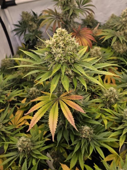 Eternity Grow Cup 2026 - Sticky Broccoli. Week 11 - 22.5.2026
#1