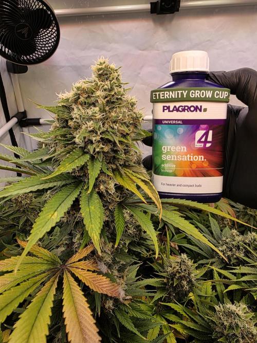Eternity Grow Cup 2026 - Sticky Broccoli. Week 12