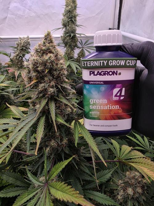 Eternity Grow Cup 2026 - Sticky Broccoli. Week 12
