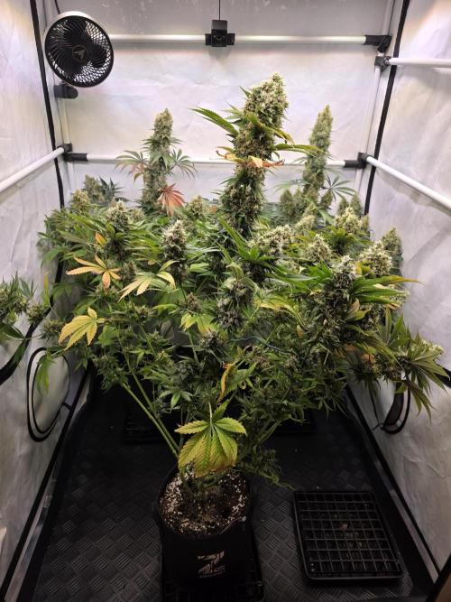 Eternity Grow Cup 2026 - Sticky Broccoli. Week 12