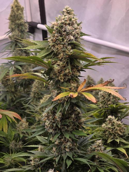 Eternity Grow Cup 2026 - Sticky Broccoli. Week 12
