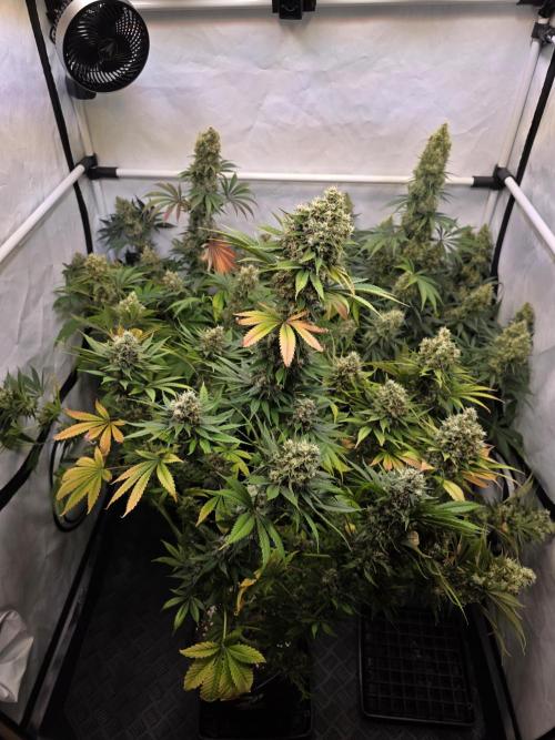Eternity Grow Cup 2026 - Sticky Broccoli. Week 12