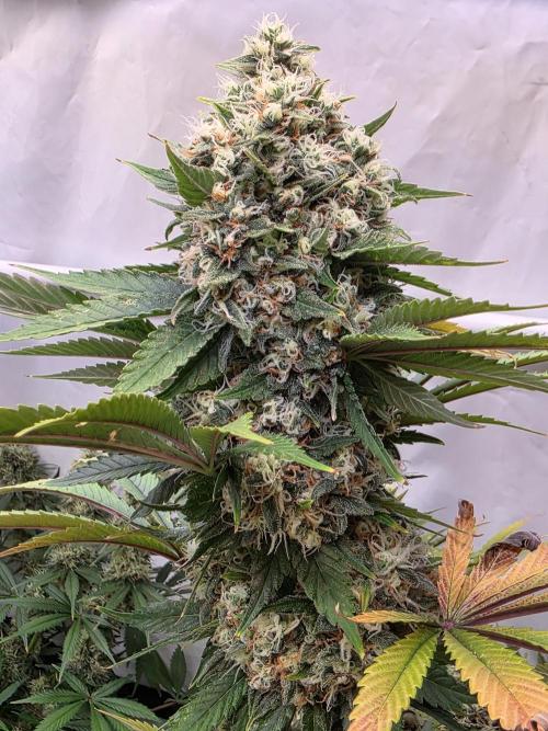 Eternity Grow Cup 2026 - Sticky Broccoli. Week 12