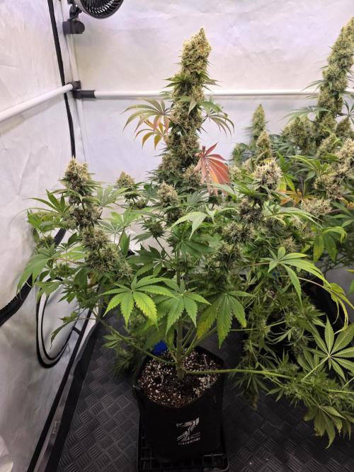 Eternity Grow Cup 2026 - Sticky Broccoli. Week 12