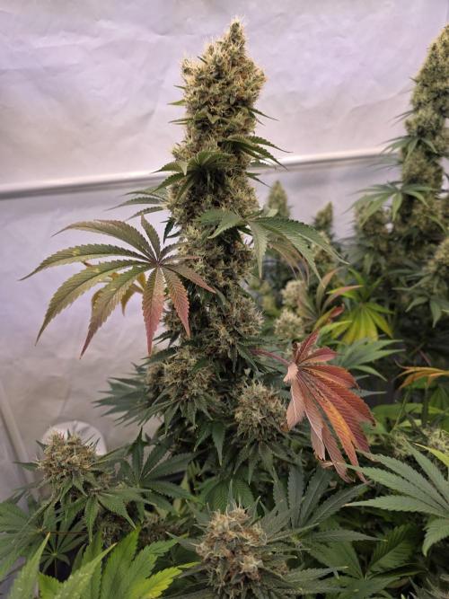 Eternity Grow Cup 2026 - Sticky Broccoli. Week 12