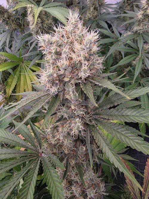 Eternity Grow Cup 2026 - Sticky Broccoli. Week 12