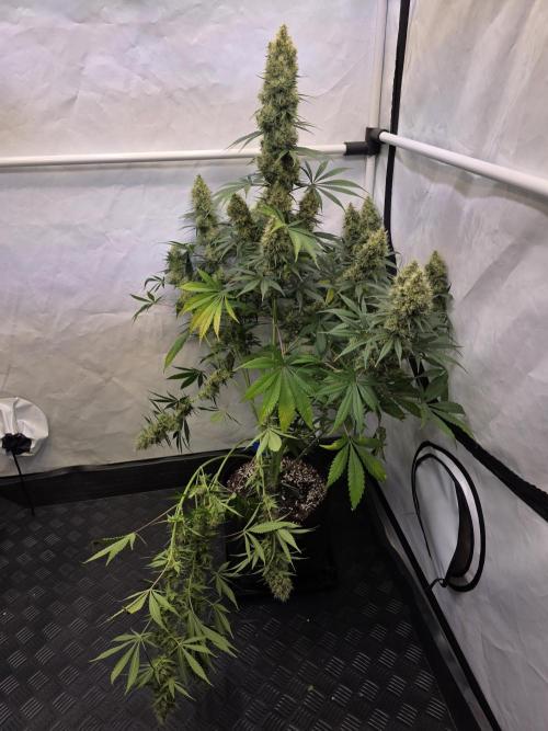 Eternity Grow Cup 2026 - Sticky Broccoli. Week 12