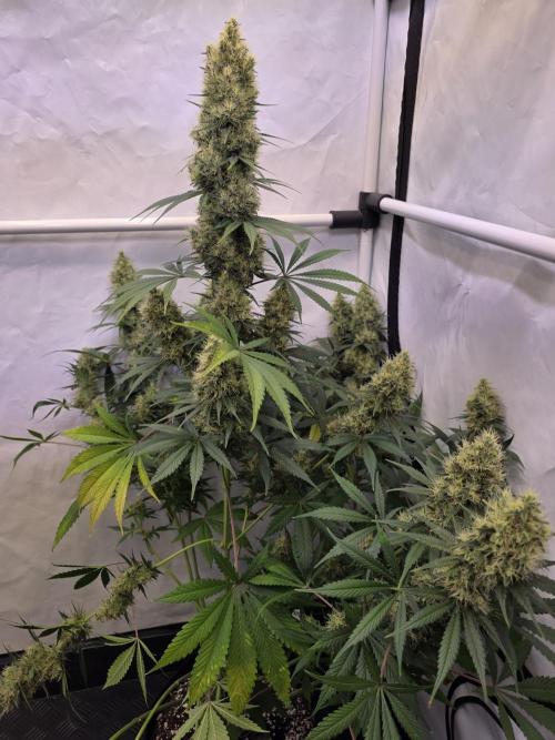 Eternity Grow Cup 2026 - Sticky Broccoli. Week 12