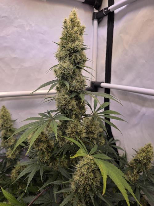 Eternity Grow Cup 2026 - Sticky Broccoli. Week 12
