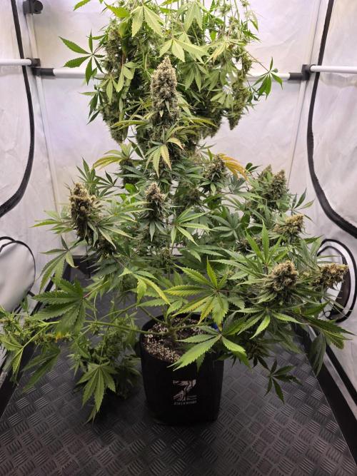 Eternity Grow Cup 2026 - Sticky Broccoli. Week 12