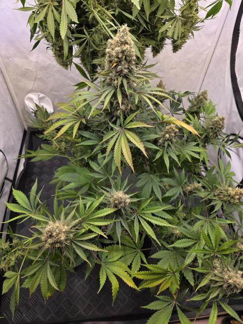 Eternity Grow Cup 2026 - Sticky Broccoli. Week 12