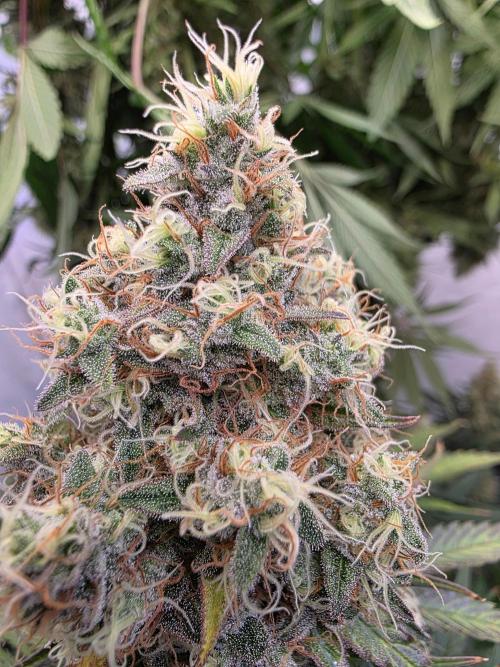 Eternity Grow Cup 2026 - Sticky Broccoli. Week 12